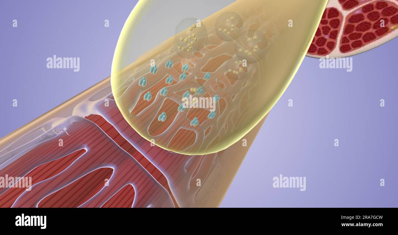 Excitation contraction coupling is the mechanism by which muscle fibers