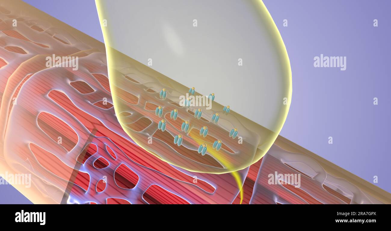 Excitation contraction coupling is the mechanism by which muscle fibers