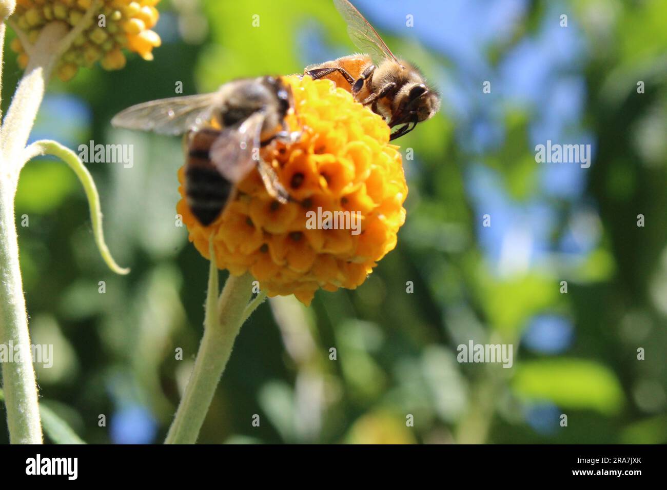 Honey Bees, Apis Mellifera on Golden Ball Chrysanthemum Stock Photo Alamy