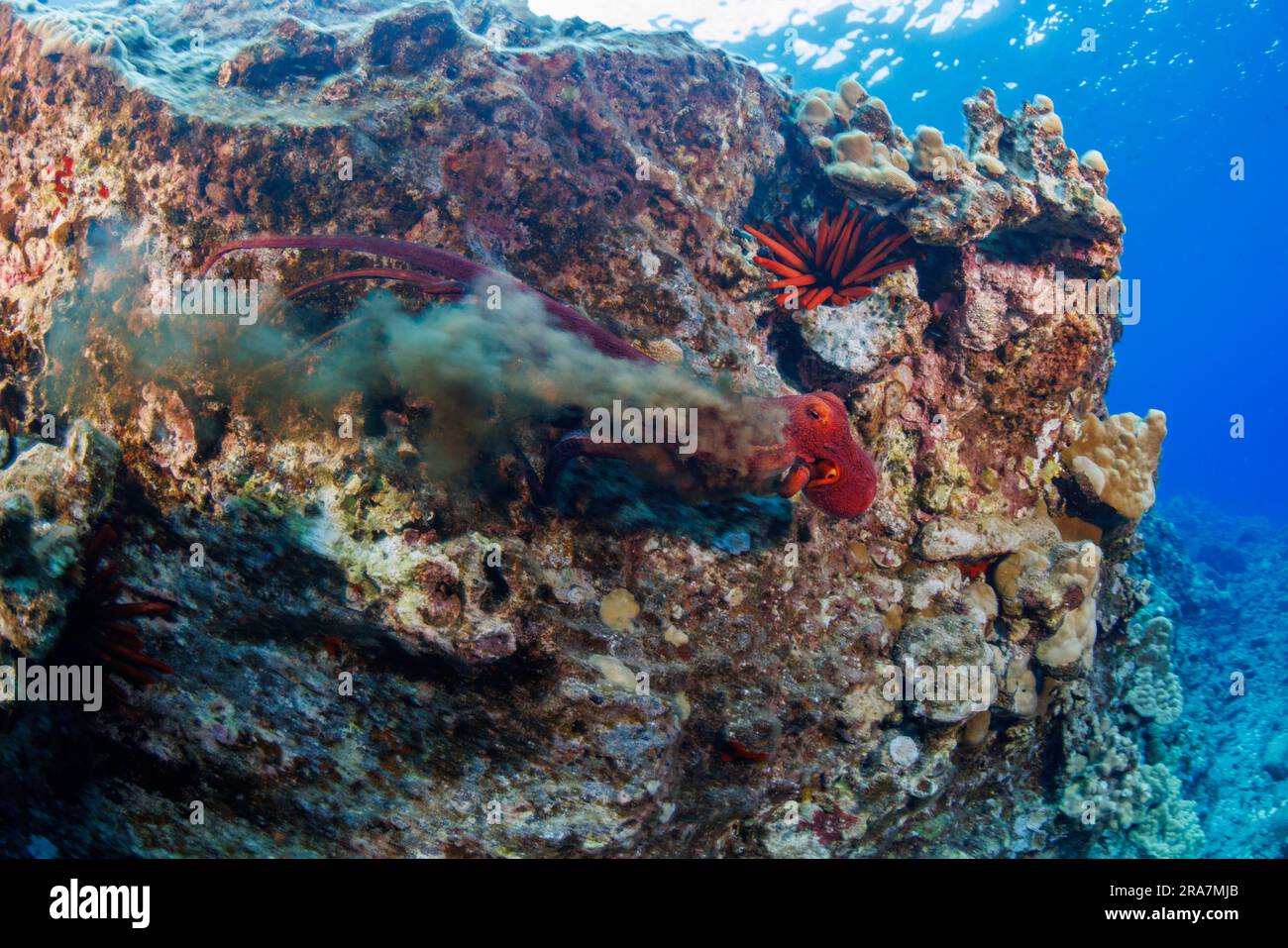 This day octopus, Octopus cyanea, is releasing an ink cloud in an attempt to escape a predator, Hawaii. The day octopus is also known as the big blue Stock Photo