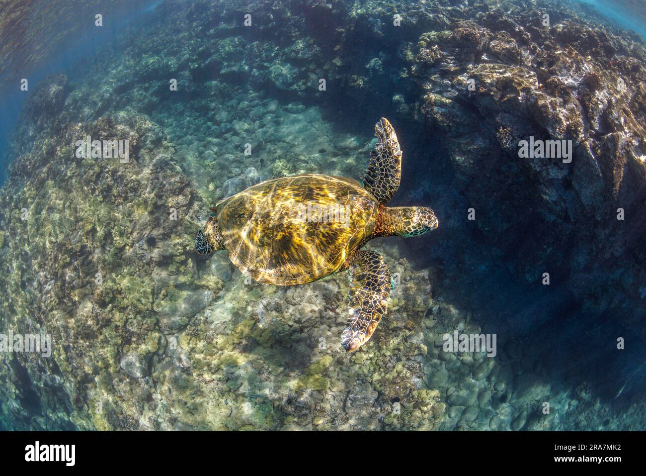 A green sea turtle, Chelonia mydas, an endangered species, glides over coral encrusted lava formations off Maui, Hawaii. Stock Photo