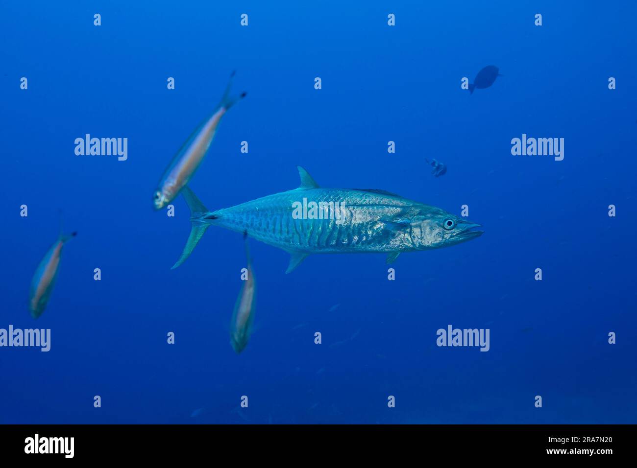 A narrowbarred Spanish mackerel, commerson, Fiji. These