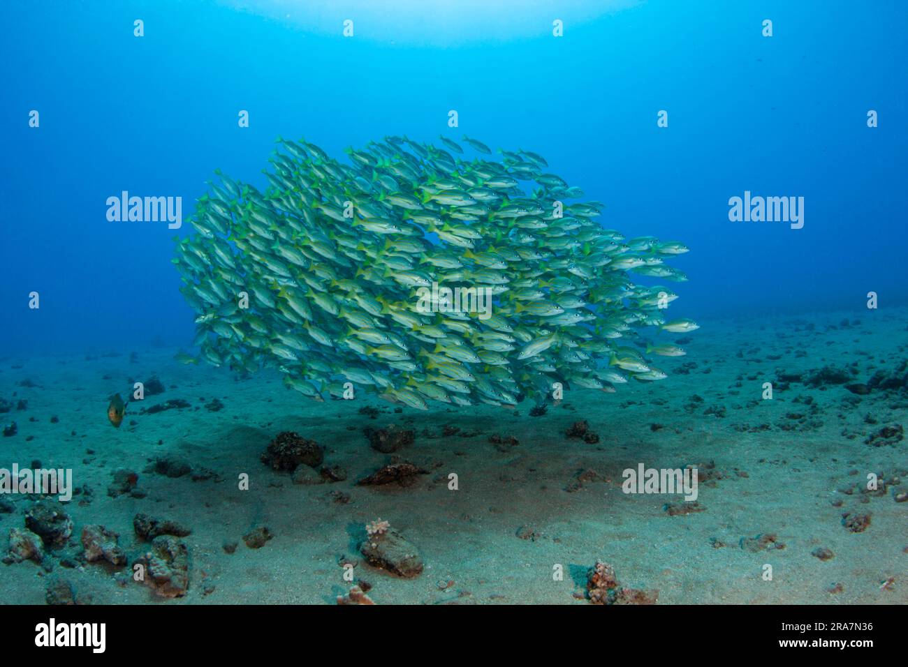 A large school of bluestripe snapper, Lutjanus kasmira. This species was introduced to Hawaii in 1958 with the thought that they may become a food sou Stock Photo