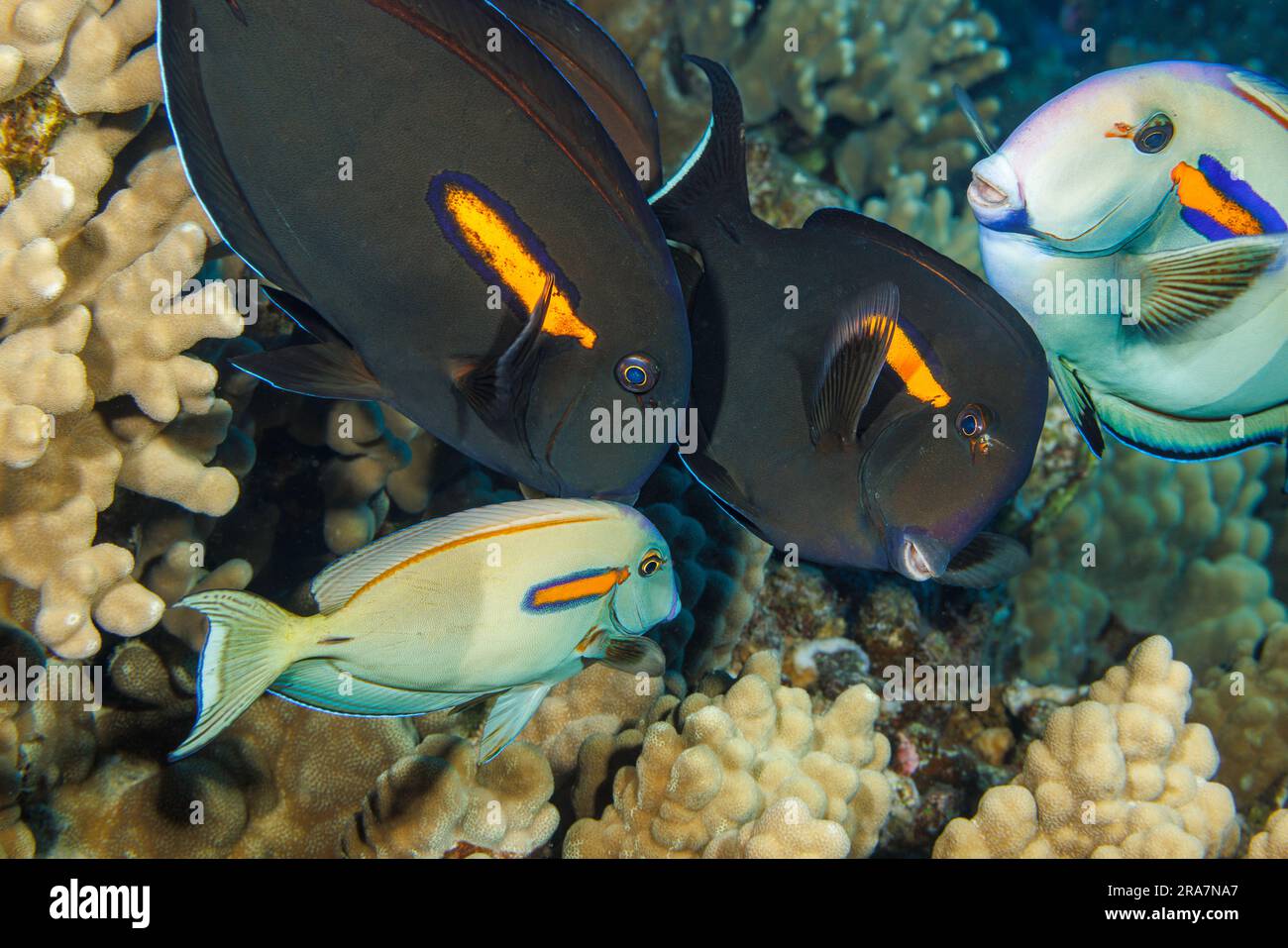 These orangeband surgeonfish, Acanthurus olivaceus, are visiting the cleaning station of an endemic Hawaiian cleaner wrasse, Labroides phthirophagus. Stock Photo