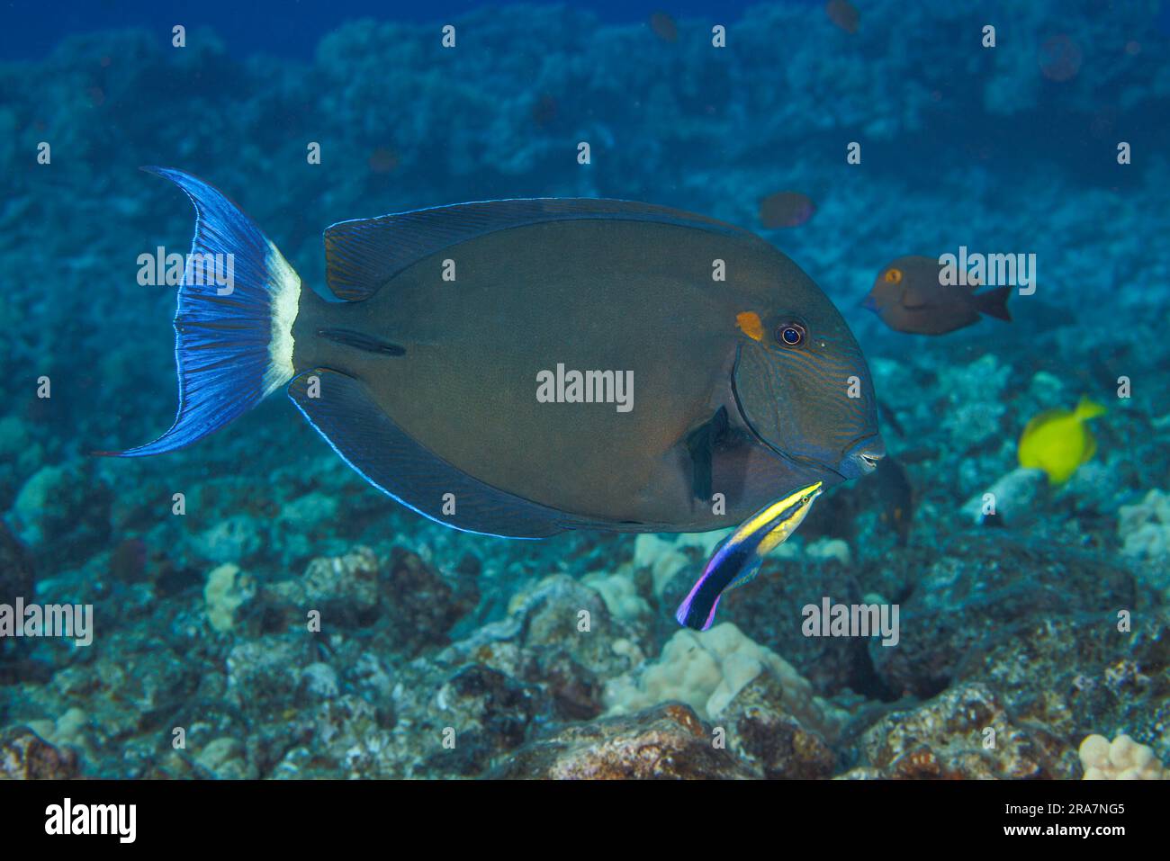 The ringtail surgeonfish, Acanthurus blochii, can often be found in large schools, Hawaii. This individual is being examined by the endemic Hawaiian c Stock Photo