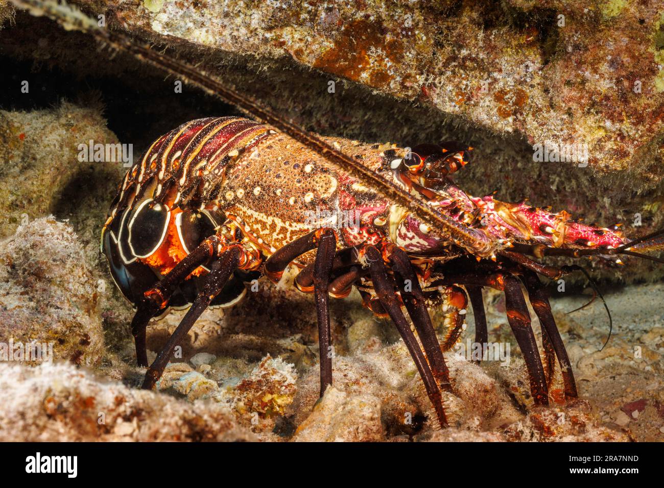 This female banded spiny lobster, Panulirus marginatus, is carrying an