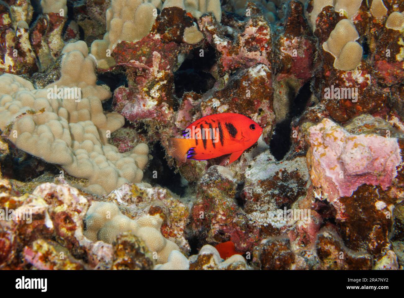 Flame angelfish, Centropyge loricula, on a reef off the island of Maui