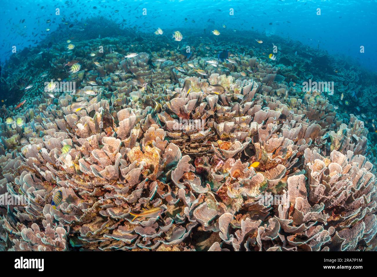 A reef scene of schooling fish over cabbage coral, Turbinaria sp. Indonesia. Stock Photo