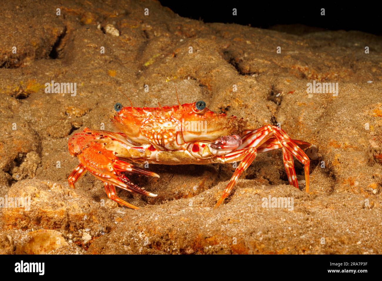 The Hawaiian swimming crab, Charybdis hawaiensis, usually has two claws about the same size. This adult has lost one and has begun regenerating the fo Stock Photo