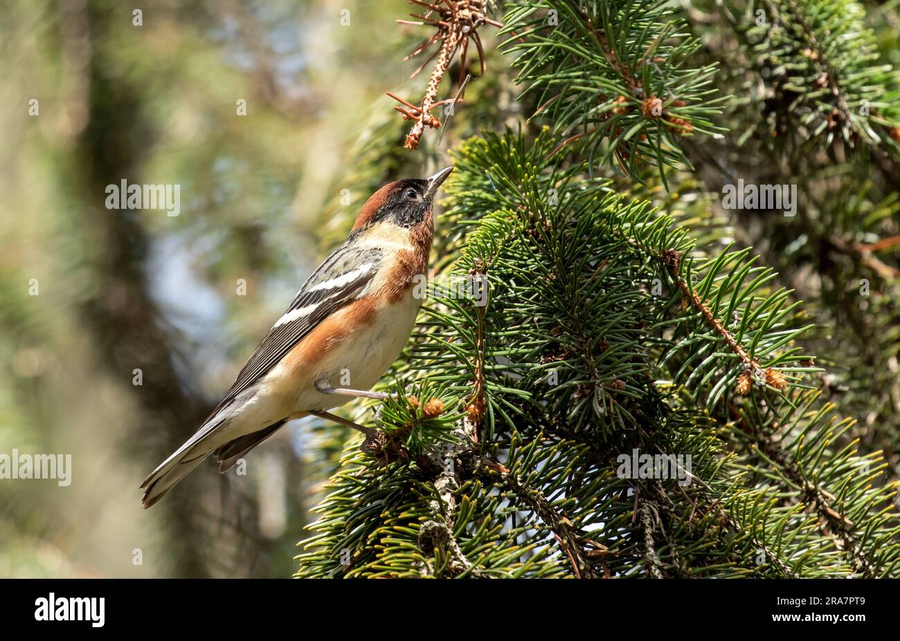 Closeup of a male Bay-breasted Warbler perching in and evergreen tree during spring migration, Ontario, Canada Stock Photo