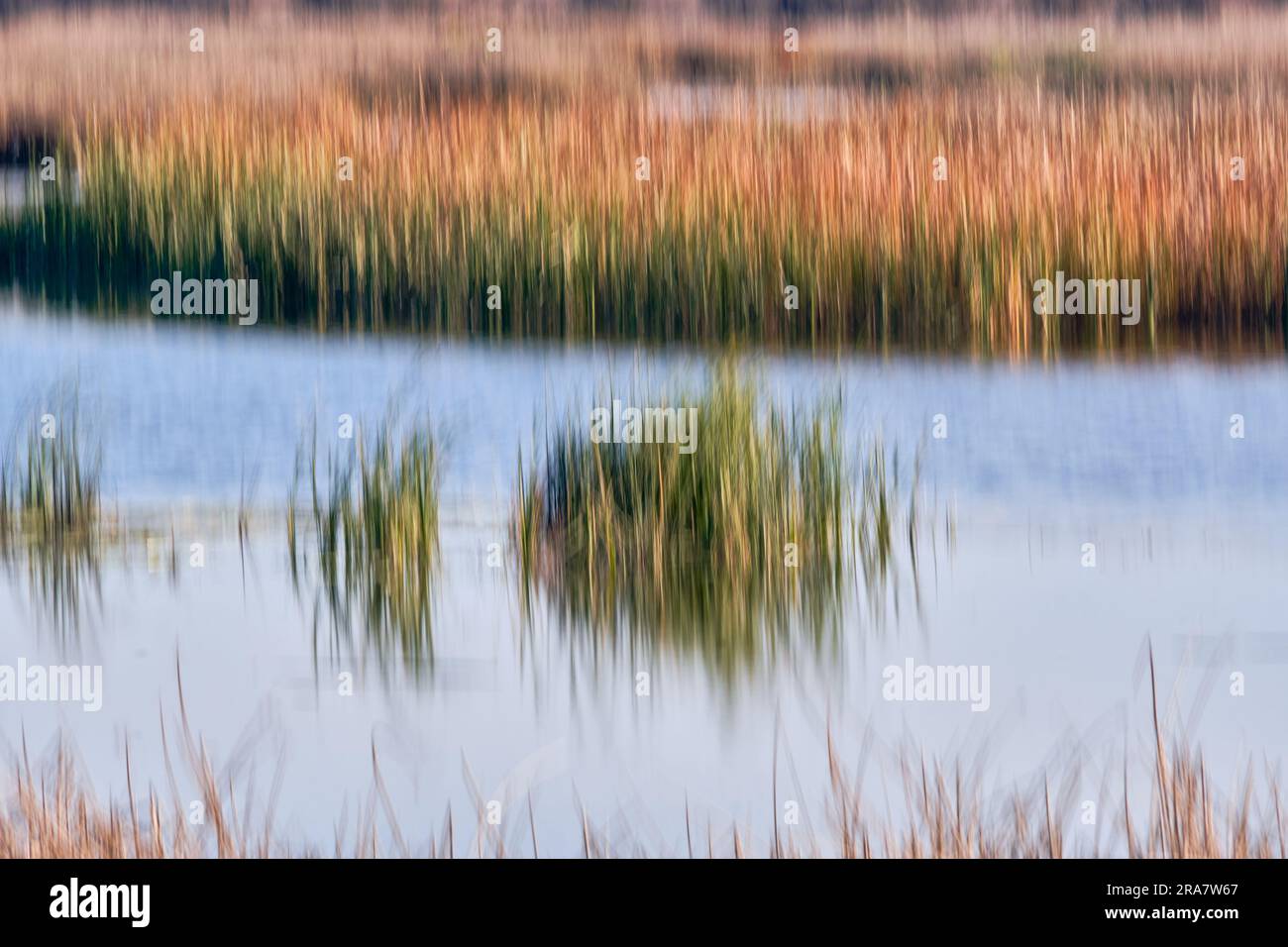 Abstract - ICM (Intentional Camera Movement) creates streaks of gold and green from reeds around a blue lake. Stock Photo