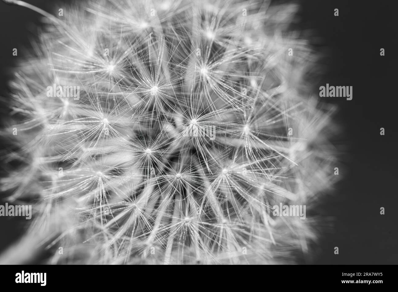 Macro shot of dandelion Stock Photo