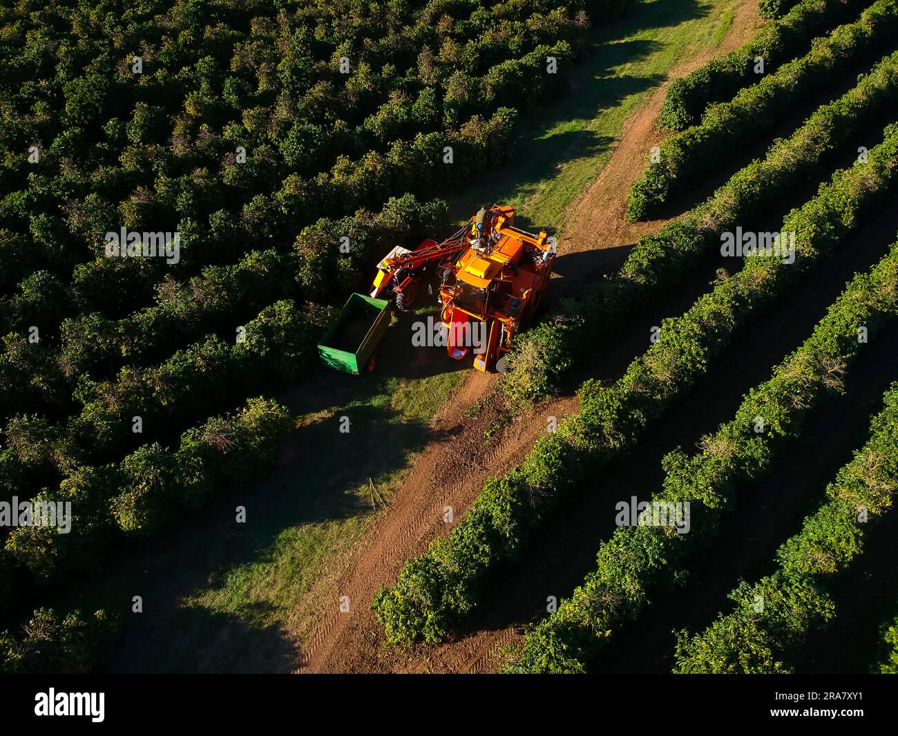 guaratinga, bahia, brazil - march 15, 2023: Conilon coffee