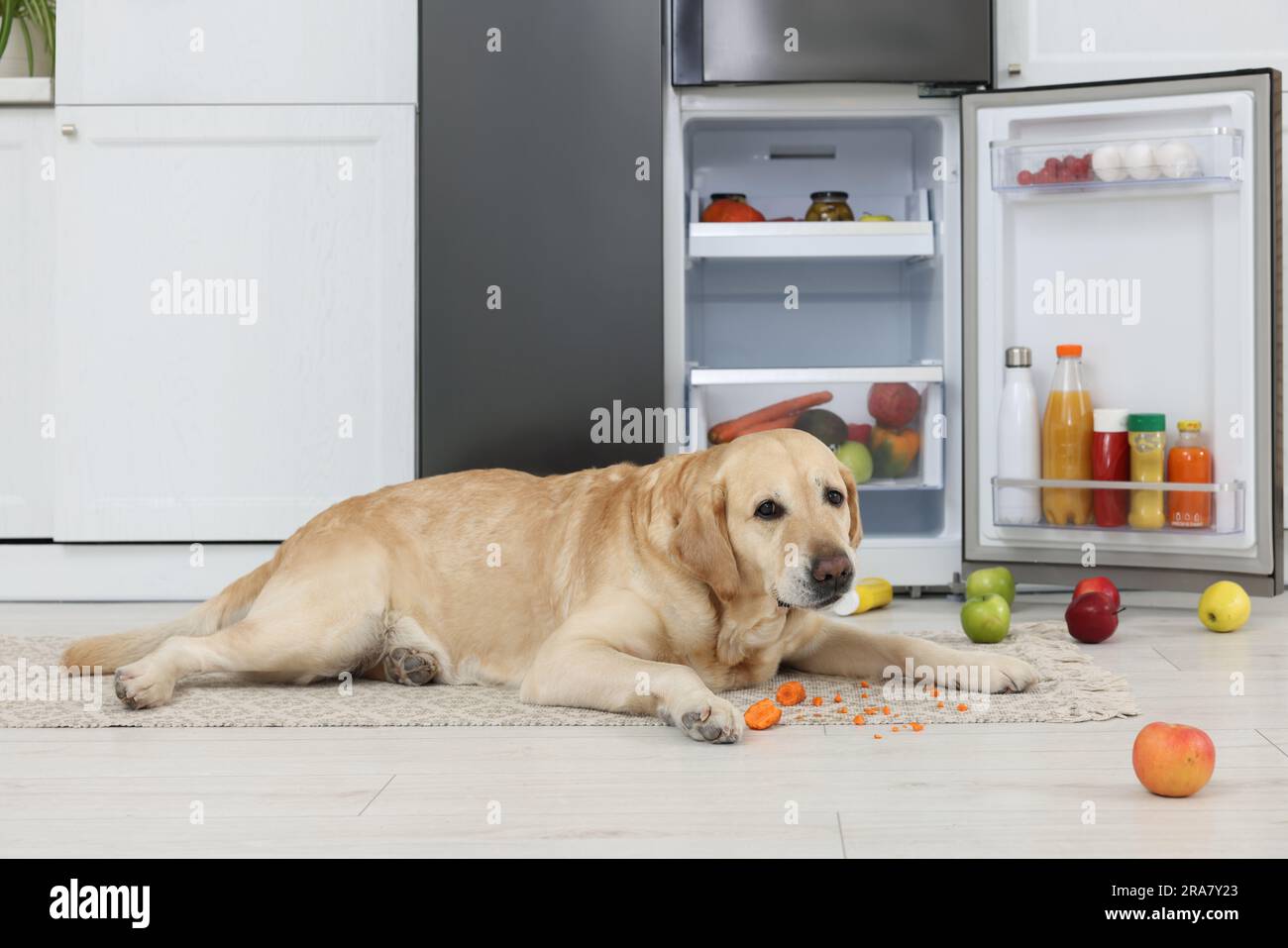 Cute Labrador Retriever eating carrot near refrigerator in kitchen Stock Photo