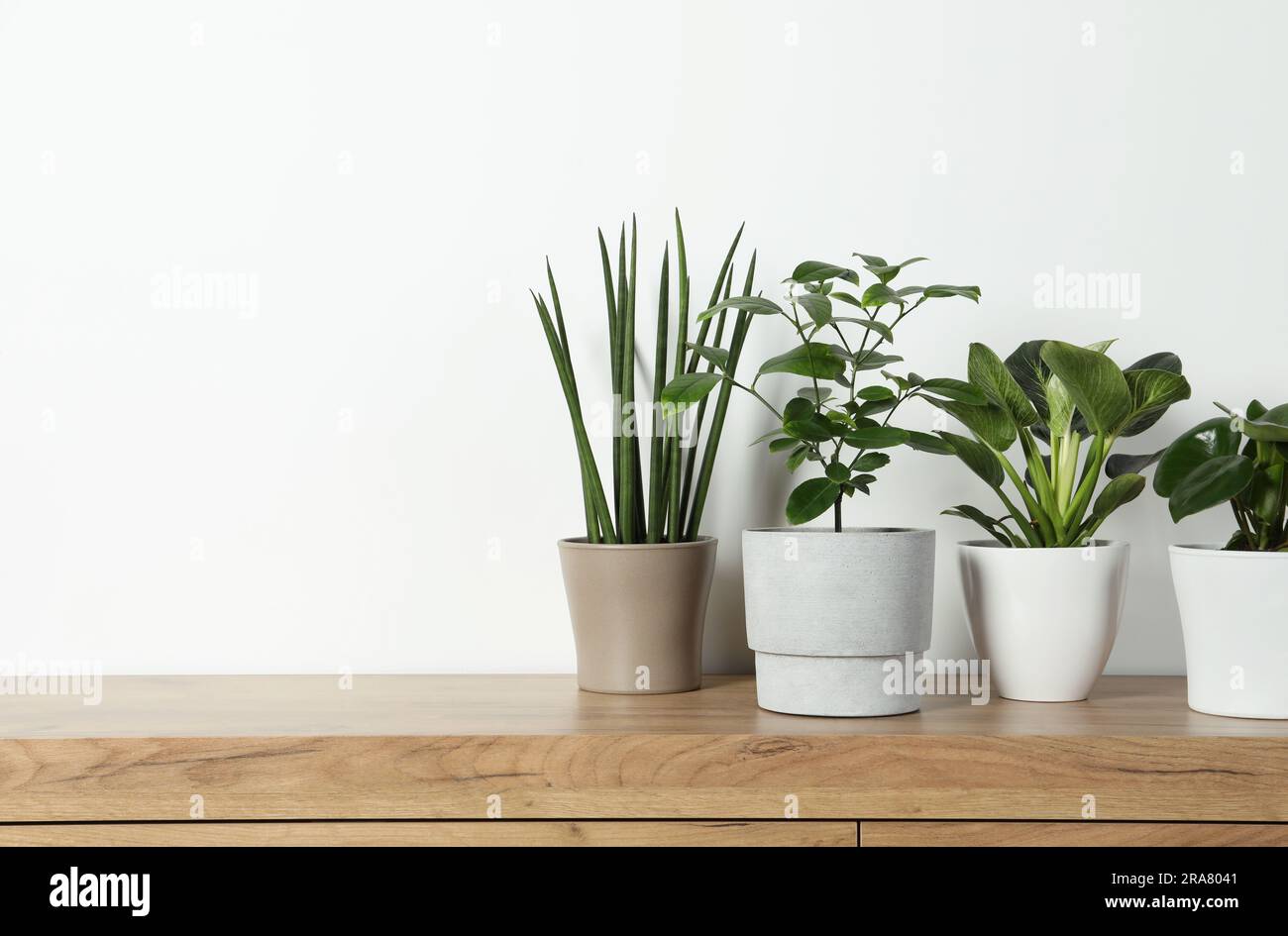 Many different houseplants in pots on wooden table near white wall, space for text Stock Photo