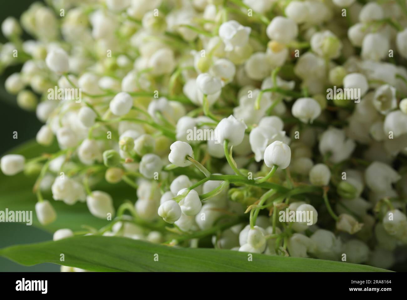 Beautiful lily of the valley flowers on blurred green background ...