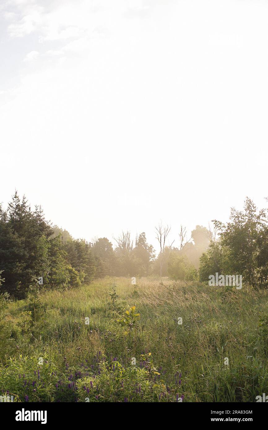 Field of Wildflowers at Golden Hour Stock Photo - Alamy