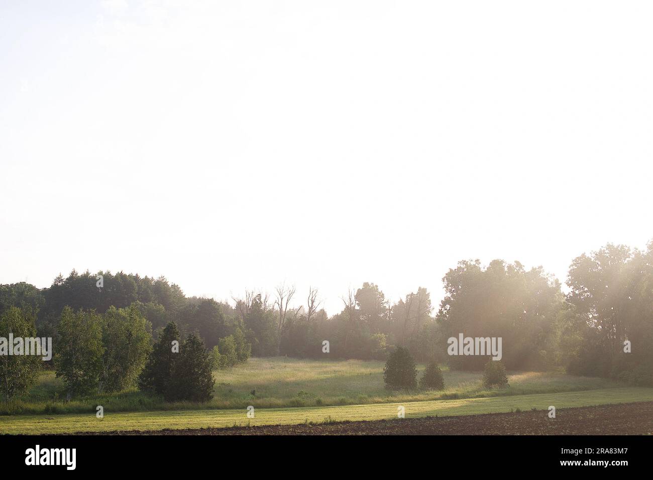 Tree Farm at Sunrise Stock Photo - Alamy