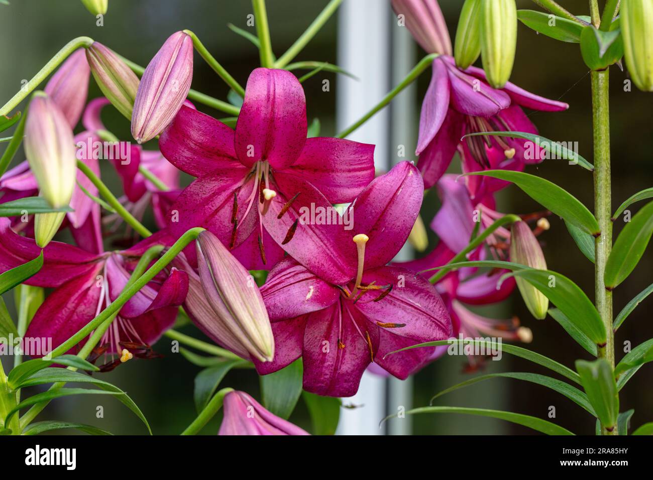 'Purple Marble' Lily, Lilja (Lilium longiflorum hybrid) Stock Photo