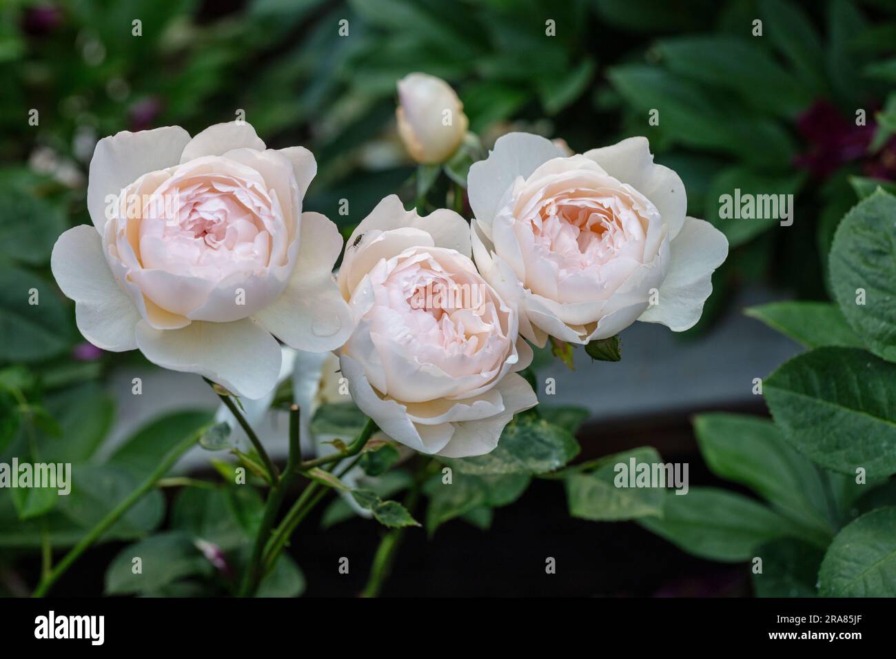 'Gentle Hermione, Ausrumba' English Rose, Engelsk ros (Rosa) Stock Photo