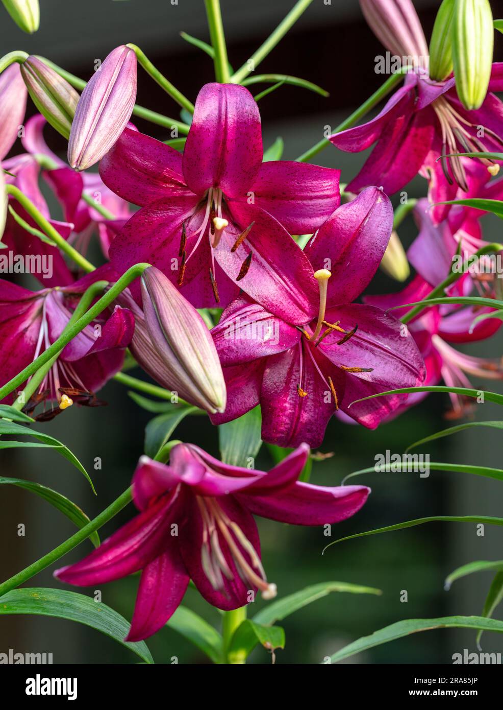 'Purple Marble' Lily, Lilja (Lilium longiflorum hybrid Stock Photo - Alamy