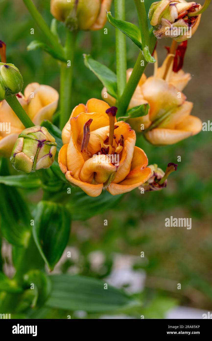 'Apricot Fudge' Asiatic Lily, Asiatisk lilja (Lilium asiatica Stock ...
