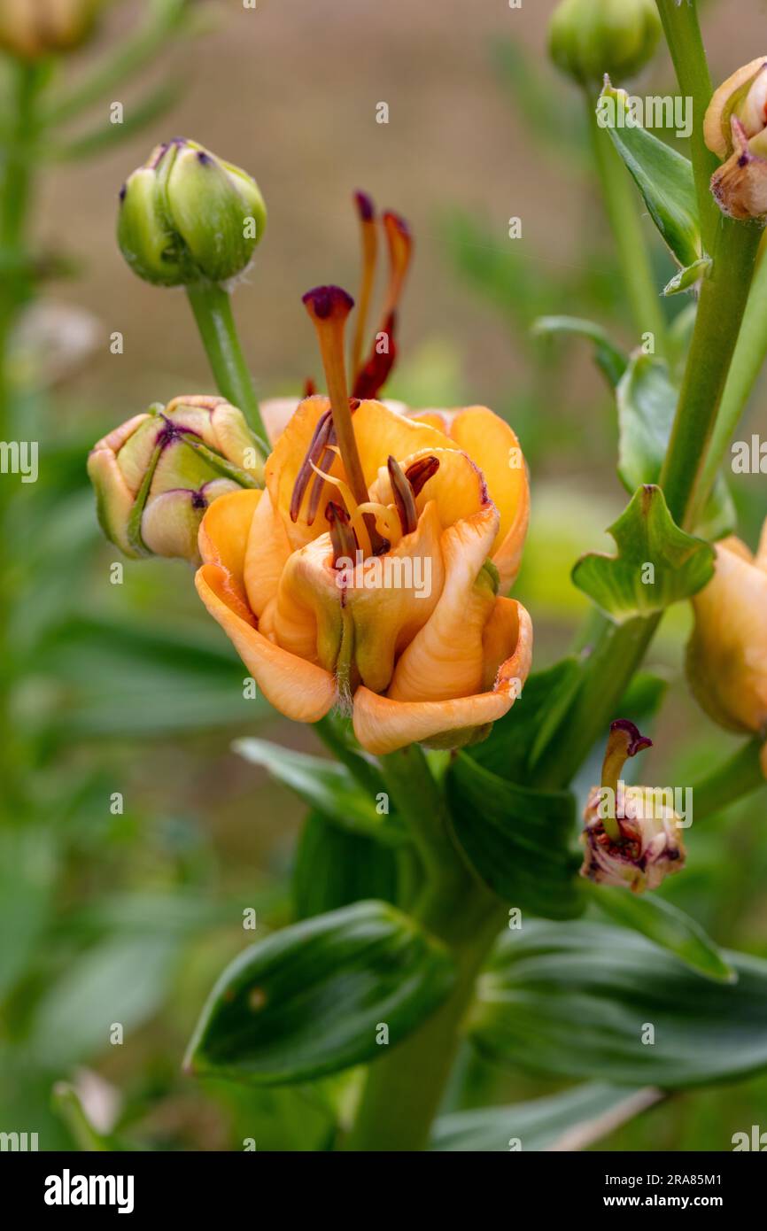 'Apricot Fudge' Asiatic Lily, Asiatisk lilja (Lilium asiatica Stock