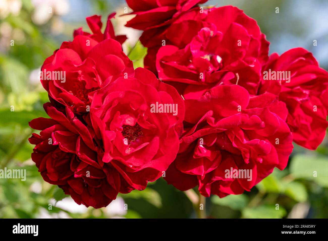 'Hope for Humanity' Shrub Rose, Buskros (Rosa Stock Photo - Alamy
