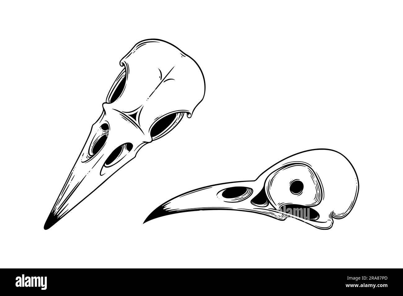 Crow skull sketch fornt and side view. Halloween skull for spooky ...