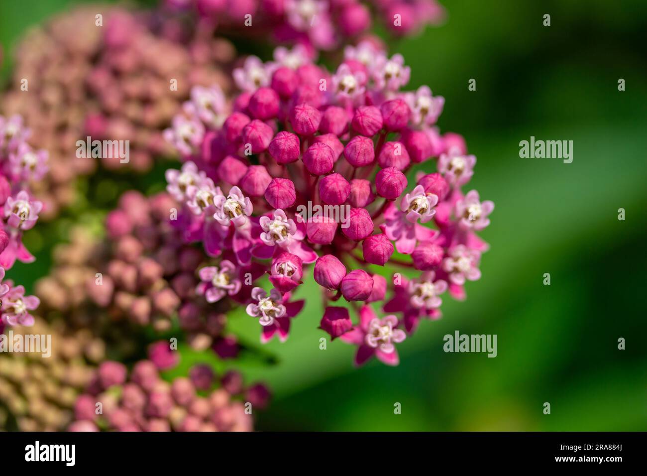 Macro texture background of showy pink swamp milkweed (Asclepias incarnata) flowers in various stages of buds and blooms. Stock Photo