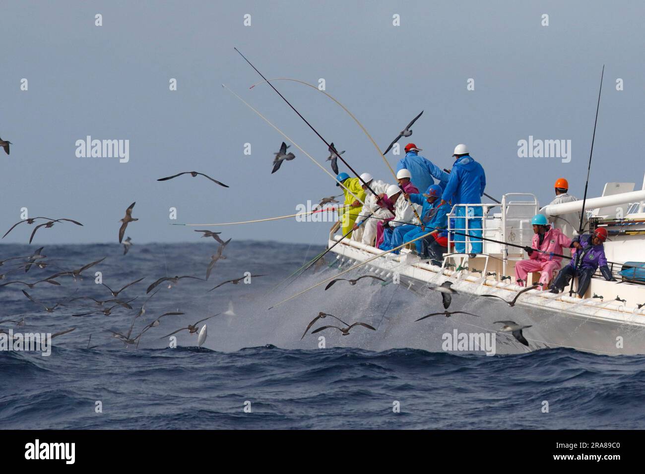 Pacific yellowtail caught on fishing hook in ocean Stock Photo - Alamy