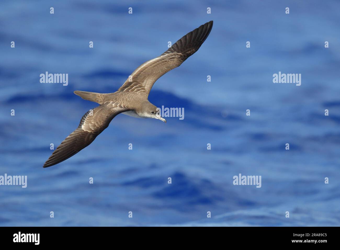 Wedge-tailed Shearwater (Puffinus pacificus), dorsal view of a single ...