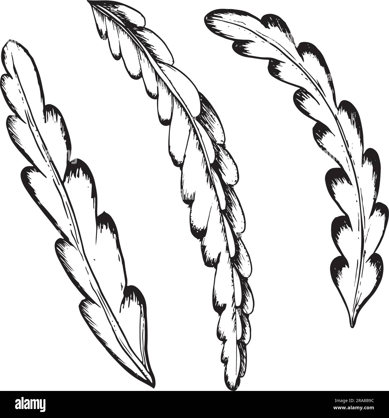 Cactus leaves vector graphic illustration set in black white outline