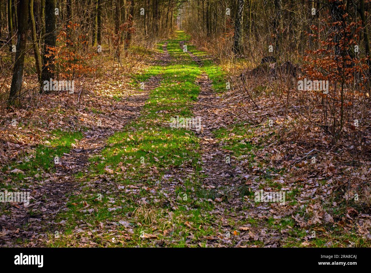Leaves covered forest path on the marked Trail of the Eagles Nests in the Silesian Voivodeship, Poland. Stock Photo
