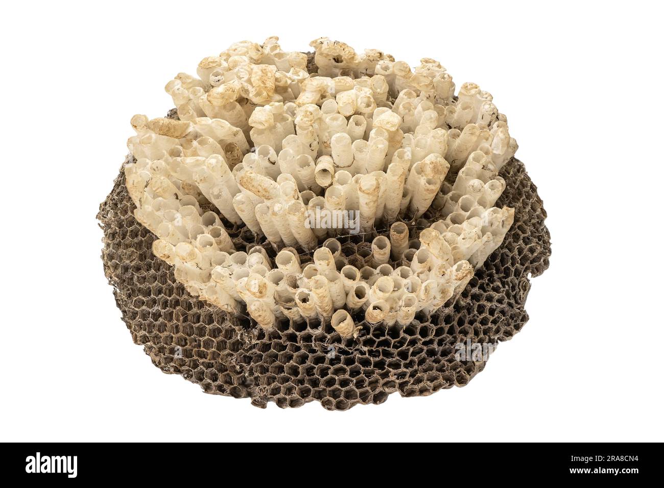 Wasp's nest or hexagonal decorative design isolated on a white background. Stock Photo