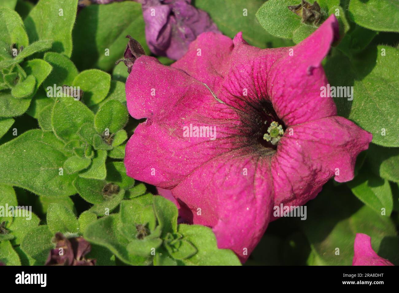 Bright pink green background hi-res stock photography and images - Alamy