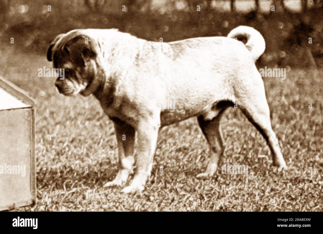 A pug dog, Victorian period Stock Photo Alamy