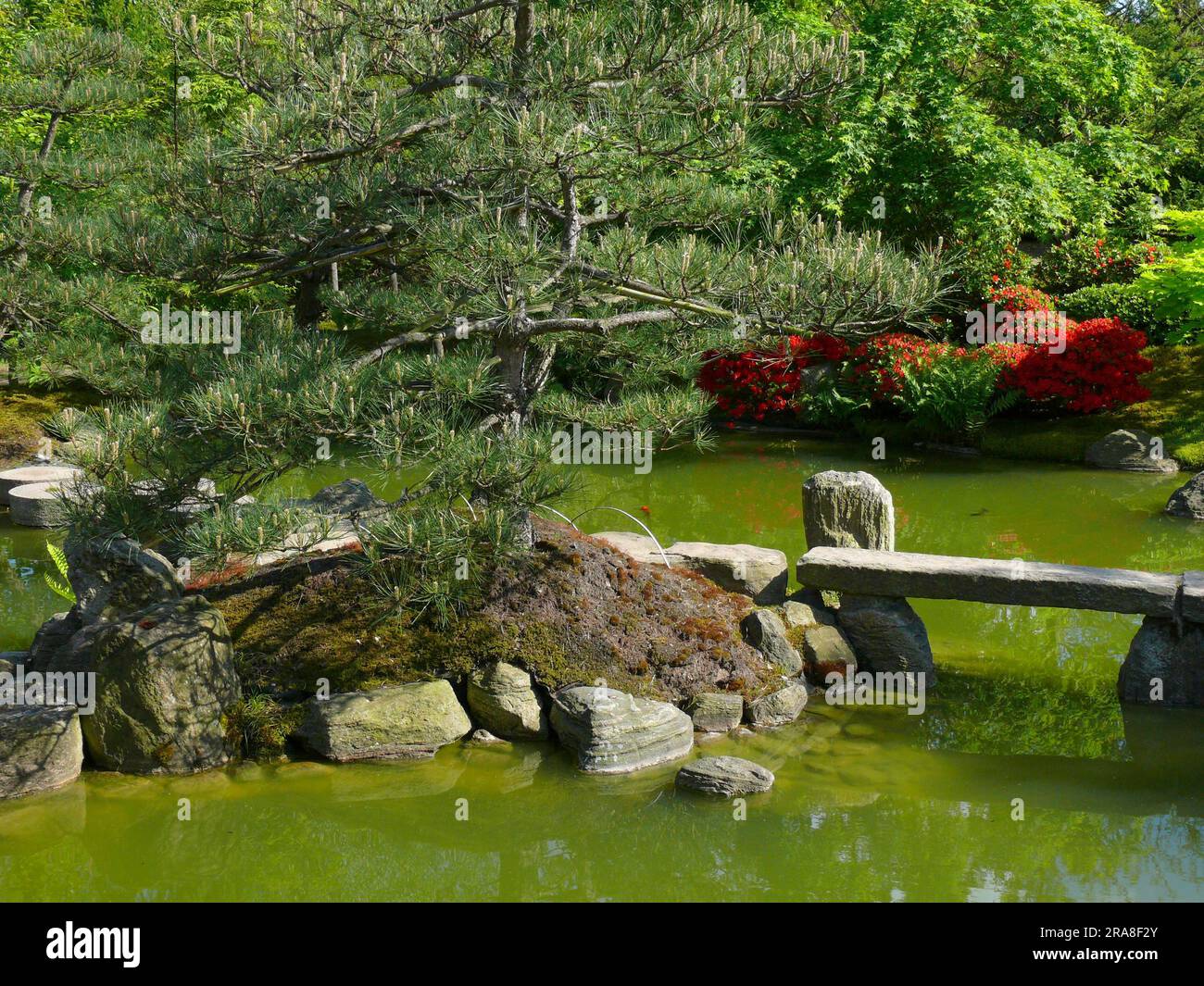 Pond, Japanese bonsai garden in Schwilowsee, OT. Ferch, Brandenburg