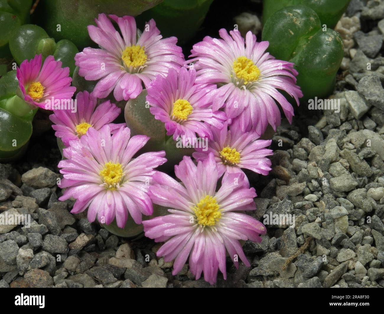 Conophytum haramoepense, CM46 Stock Photo