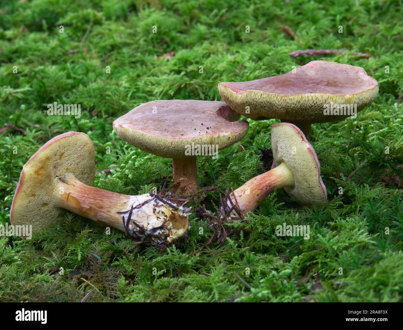 Red cracking bolete (Xerocomus chrysenteron Stock Photo - Alamy