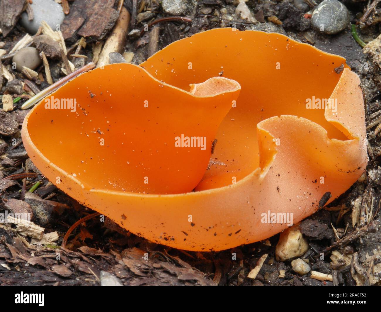 Orange-red orange peel fungus (Aleuria aurantia), Orange cupling Stock Photo