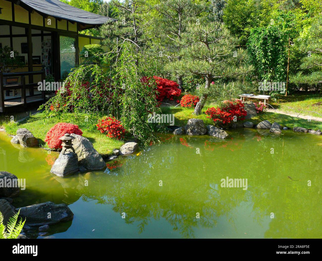 Pond, Japanese bonsai garden in Schwilowsee, OT. Ferch, Brandenburg Stock  Photo - Alamy