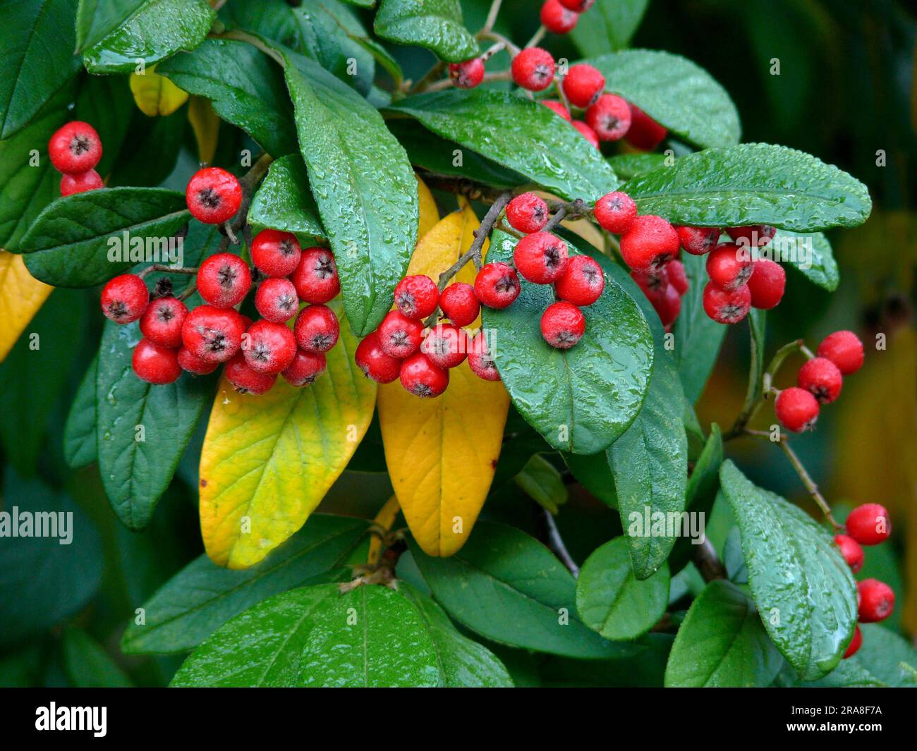 Cotoneaster x wateri with red berries in autumn Stock Photo