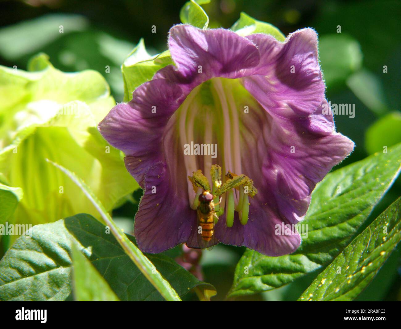Cup and saucer Vine Cobaea Scandens Stock Photo Alamy tablespoon-conversion-chart-cooking-measurement-conversions-cooking