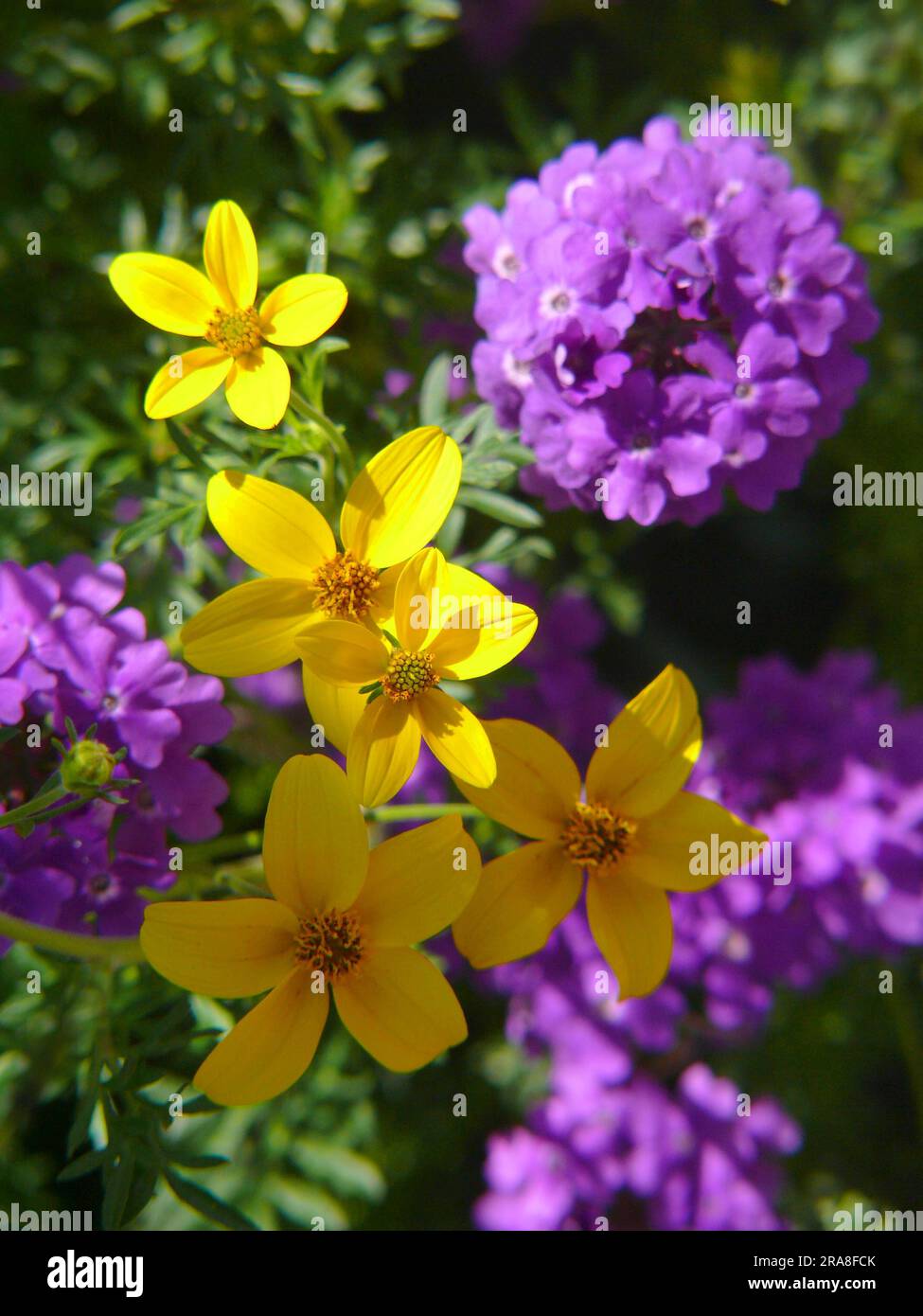 (Verbena), Draba Stock Photo