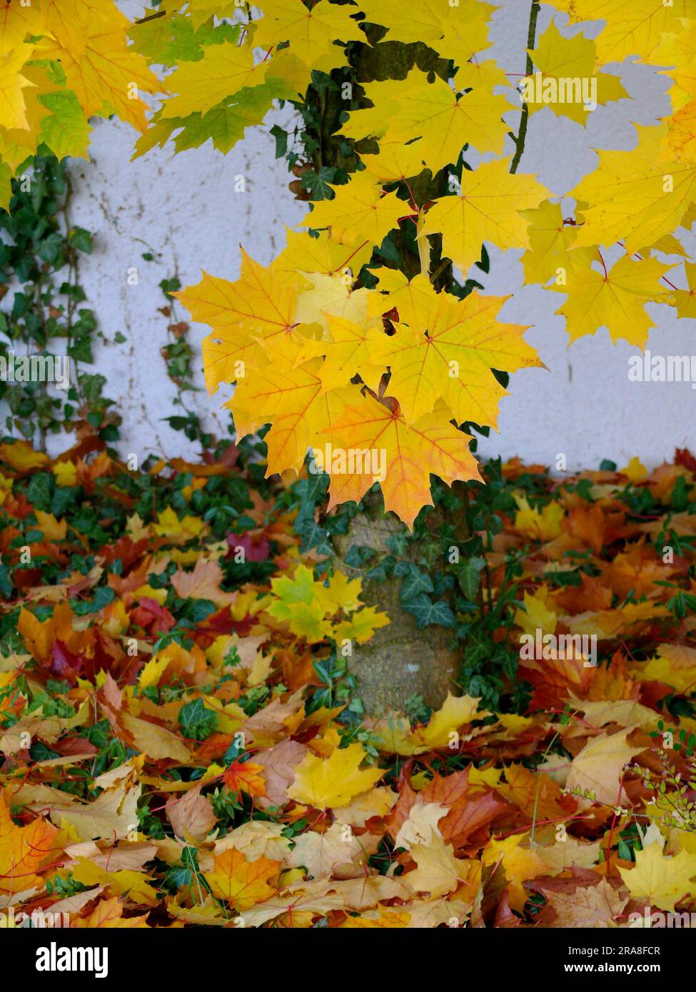 Colourful maple leaf hi-res stock photography and images - Alamy