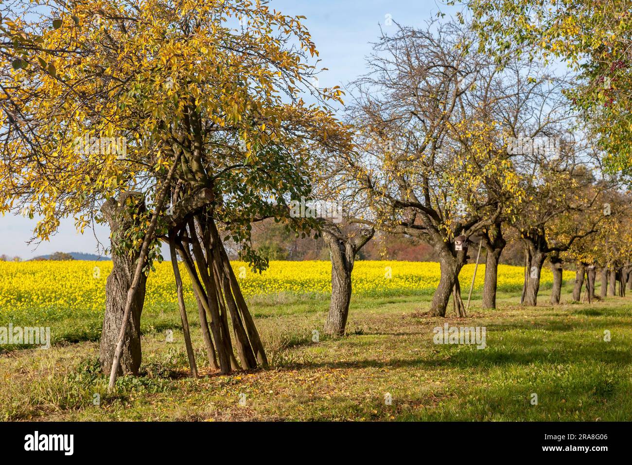 German fruit meadow autumn hi-res stock photography and images - Alamy