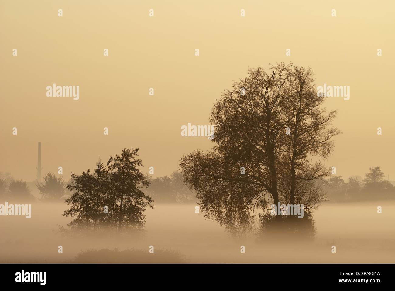 Tree silhouettes in the morning fog Stock Photo - Alamy