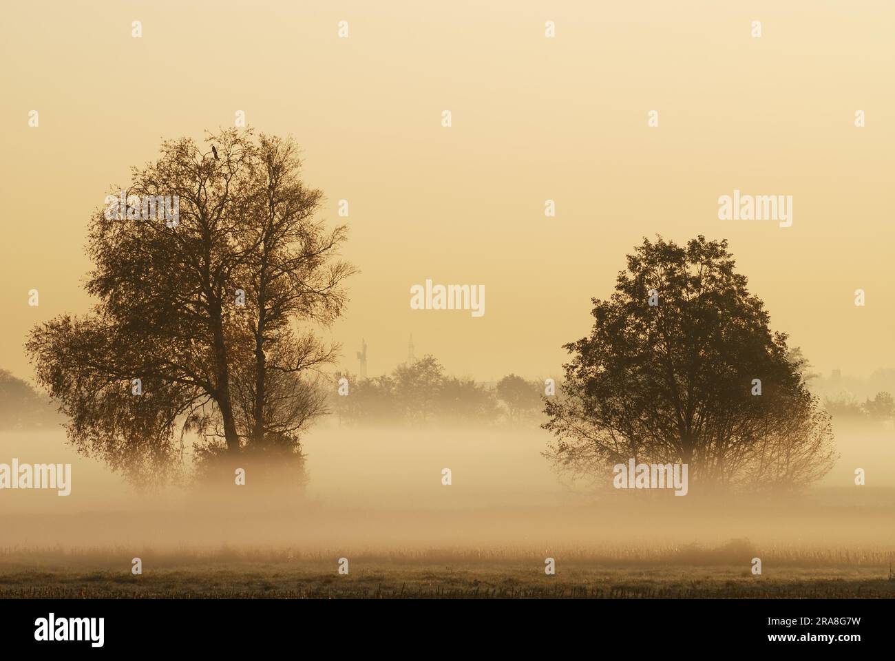 Tree silhouettes in the morning fog Stock Photo - Alamy