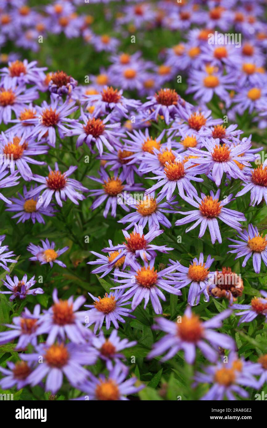 Symphyotrichum dumosum 'Prof. Anton Kippenberg' (Synonym - Aster dumosus 'Prof. Anton Kippenberg') Stock Photo